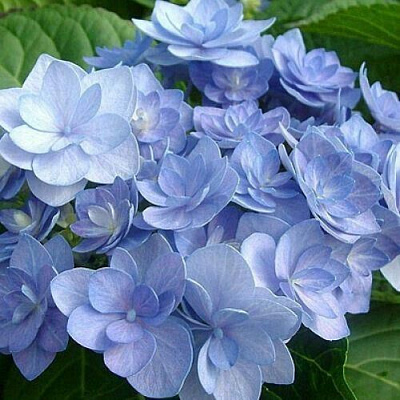 Голубая в Сургуте