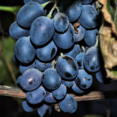 Синий в Сургуте