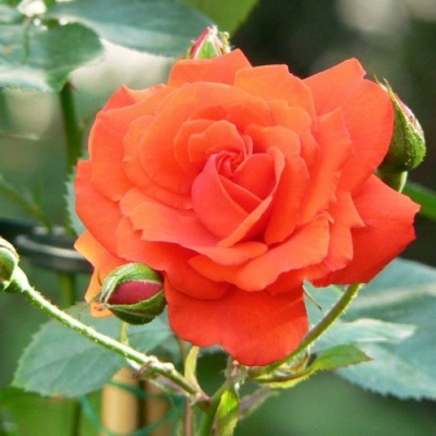 Роза АНЖЕЛИКА чайно-гибридная  в Сургуте