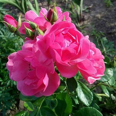 Роза АНГЕЛА флорибунда в Сургуте