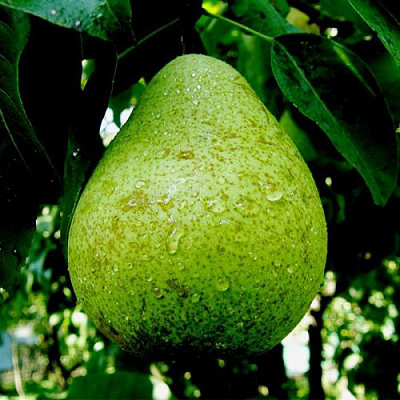 Зеленая в Сургуте