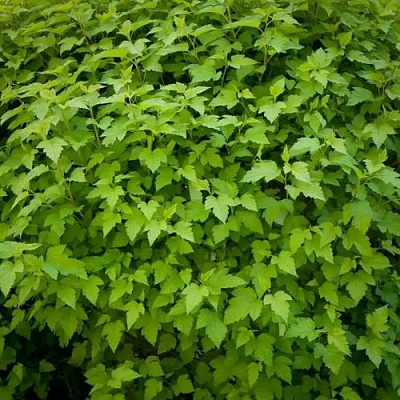 Зеленый в Сургуте