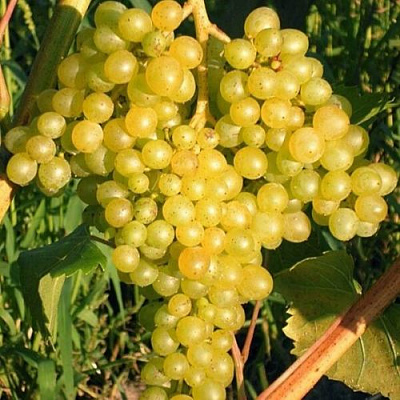 Желтый в Сургуте