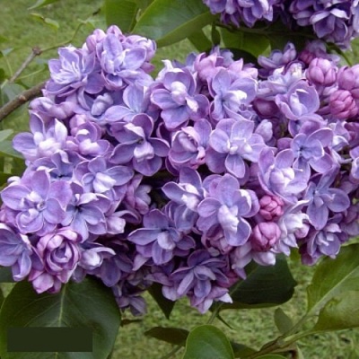 Сирень АМИ ШОТТ в Сургуте