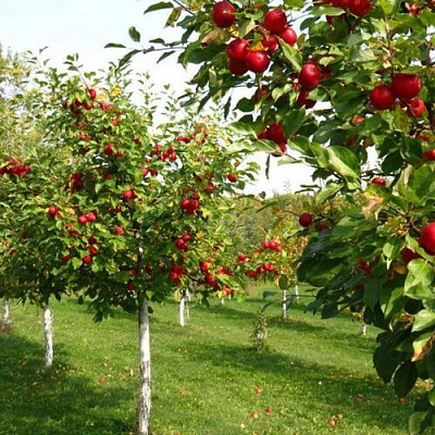 Плодовые деревья в Сургуте