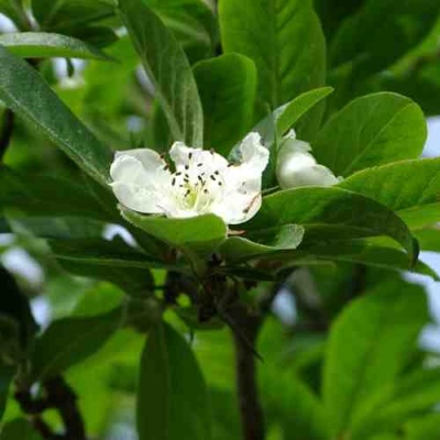 МУШМУЛА  в Сургуте