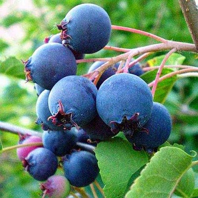 Ирга ПЕМБИНА в Сургуте