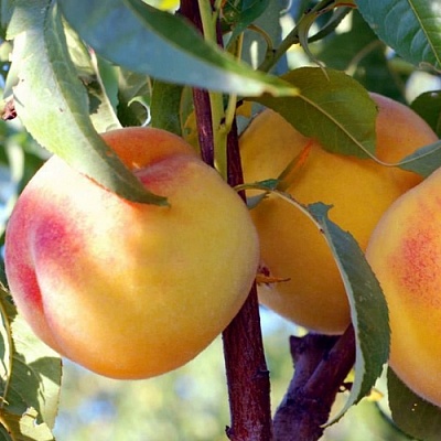 Персики в Сургуте