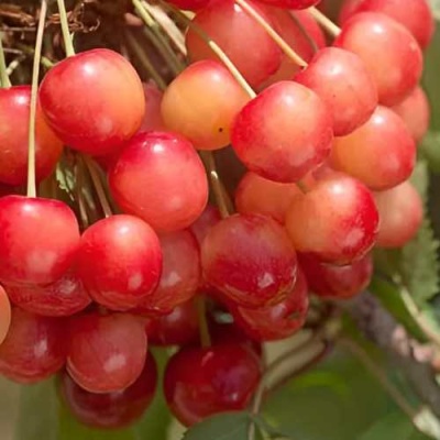 Черешня ЮЛИЯ в Сургуте
