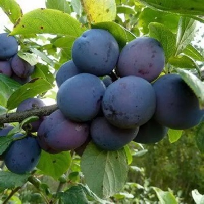 Слива КРОМАНЬ в Сургуте