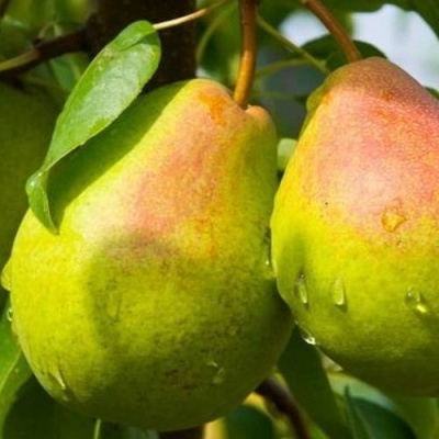 Груша ФЛЕЙТА в Сургуте