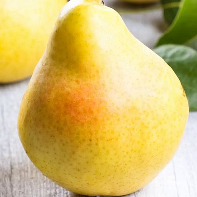 Желтая в Сургуте