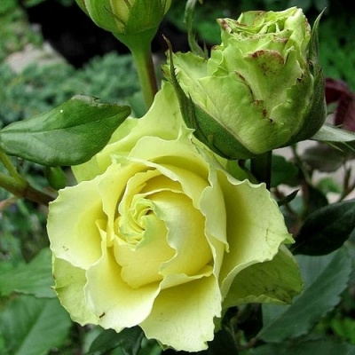 Роза ЛИМБО (ДОЛЛАР) чайно-гибридная  в Сургуте