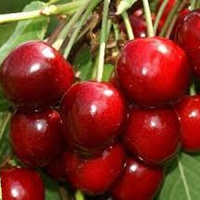 Черешня МИНЧАНКА в Сургуте