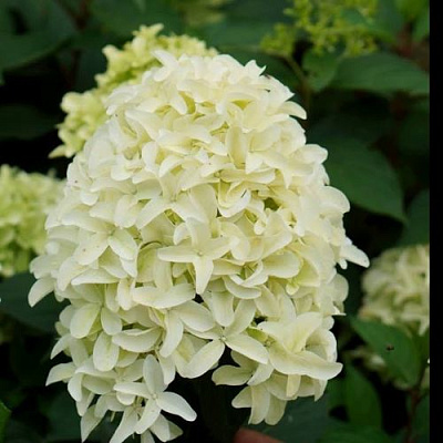 Средняя в Сургуте