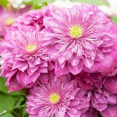 Клематис КАЙЗЕР в Сургуте