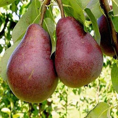 Красная в Сургуте