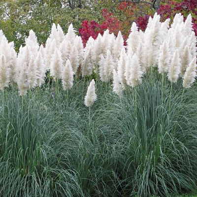 Кортадерия белая (пампасная трава) в Сургуте