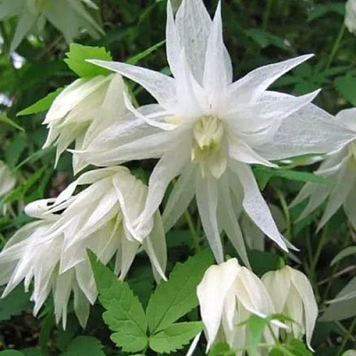 Княжик АЛЬБИНА ПЛЕНА белый махровый в Сургуте