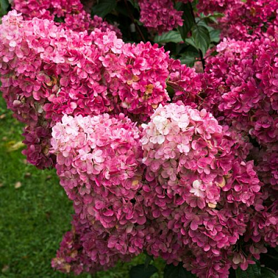 Фрайз в Сургуте