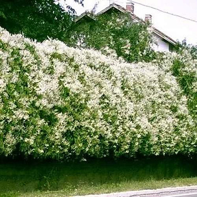 Фаллопия Фаллопия в Сургуте