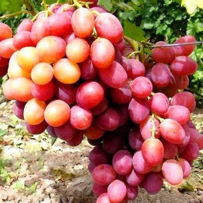 Виноград АНЮТА в Сургуте