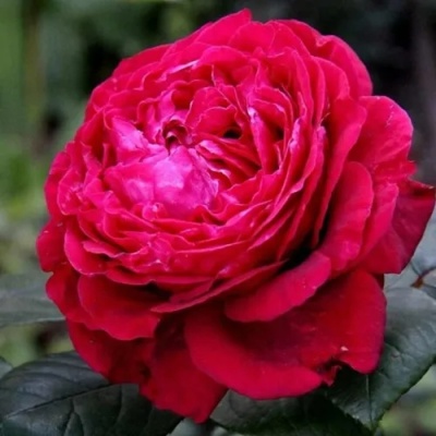 Роза 4 ВЕТРОВ флорибунда  в Сургуте