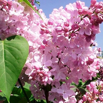 Сирень АДЕЛИНА в Сургуте