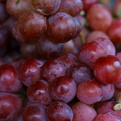 Красный в Сургуте