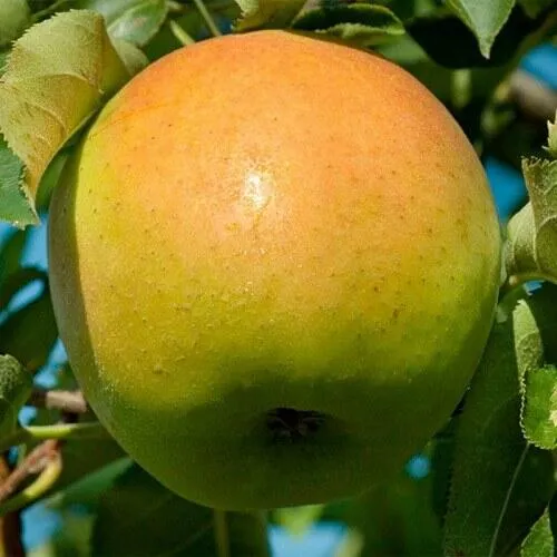 Яблоня МУТСУ в Сургуте