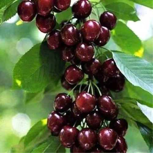 Черешня УДИВИТЕЛЬНАЯ в Сургуте