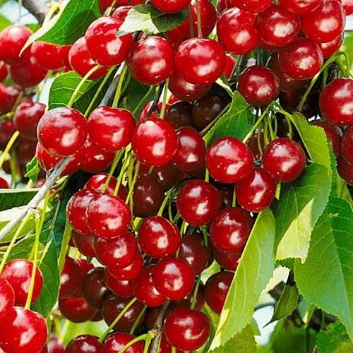 Вишня БРУСНИЦЫНА степная в Сургуте