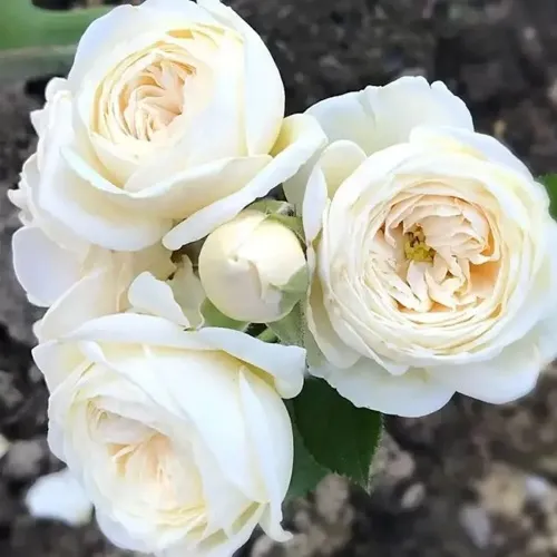 Роза АРТЕМИС шраб в Сургуте